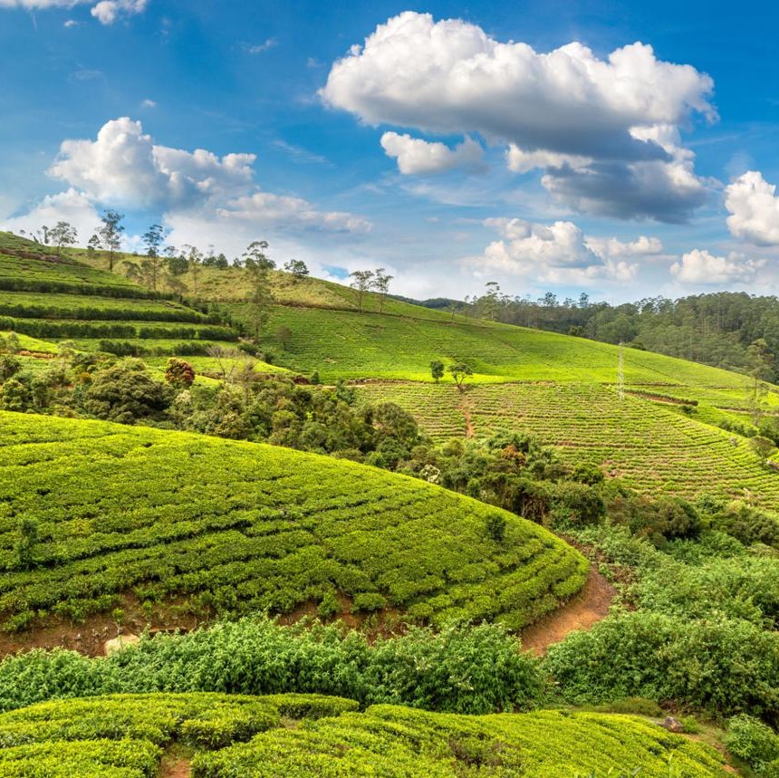 Nuwara Eliya
