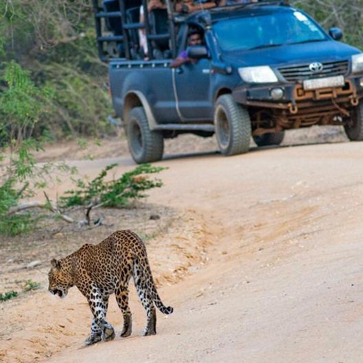 Yala National Park